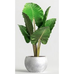 stickers muraux plante geant