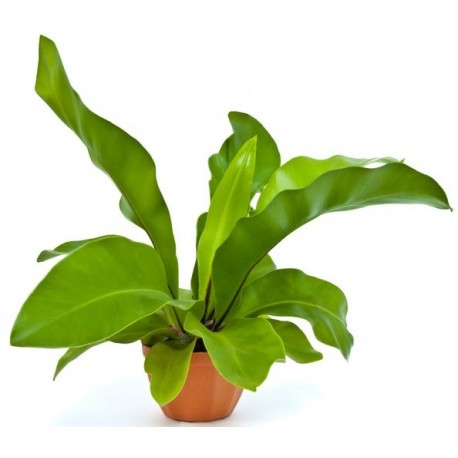 stickers muraux plantes