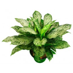 stickers muraux plantes aglaoneme