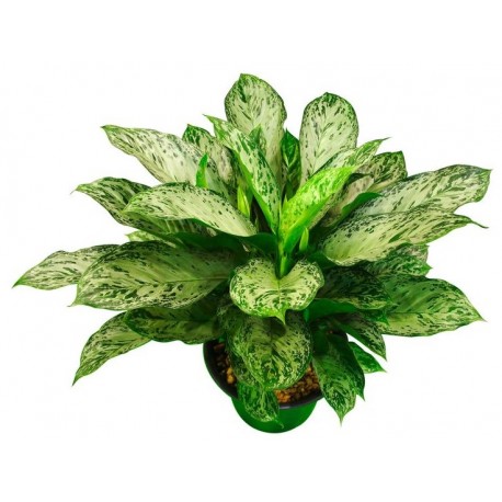 stickers muraux plantes aglaoneme