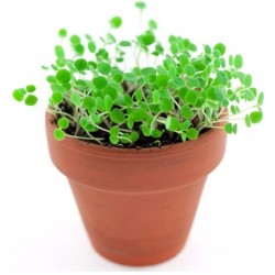 stickers muraux plantes cresson