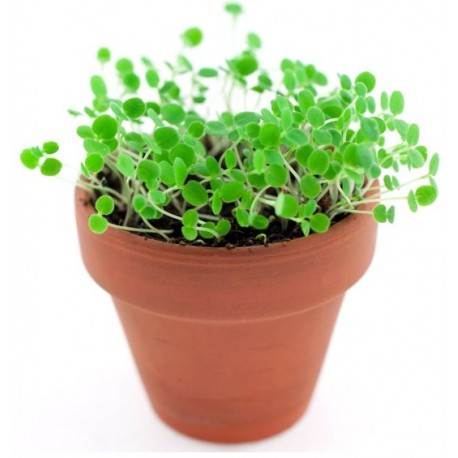 stickers muraux plantes cresson