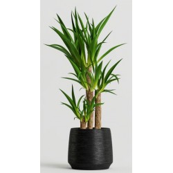 stickers muraux plantes cuisine