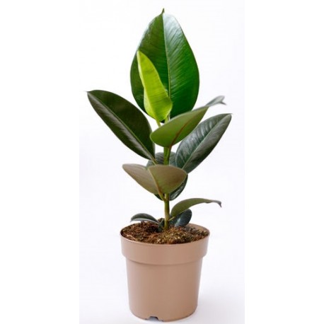 stickers muraux plantes deco