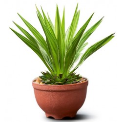 stickers muraux plantes decoratif