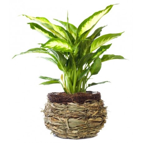 stickers muraux plantes design