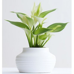 stickers muraux plantes design