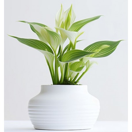 stickers muraux plantes design