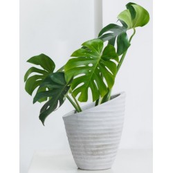 stickers muraux plantes faux philodendron