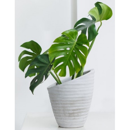 stickers muraux plantes faux philodendron