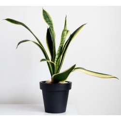 stickers muraux plantes geant salon