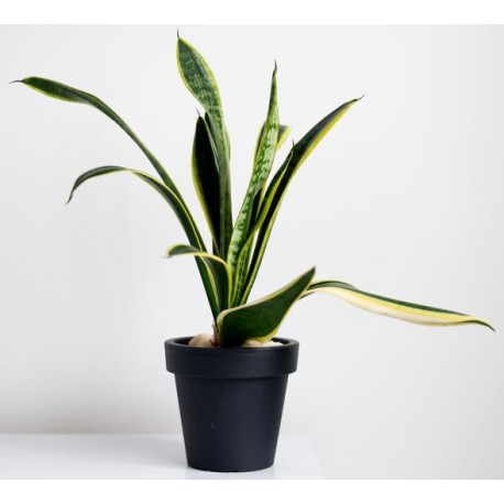 stickers muraux plantes geant salon