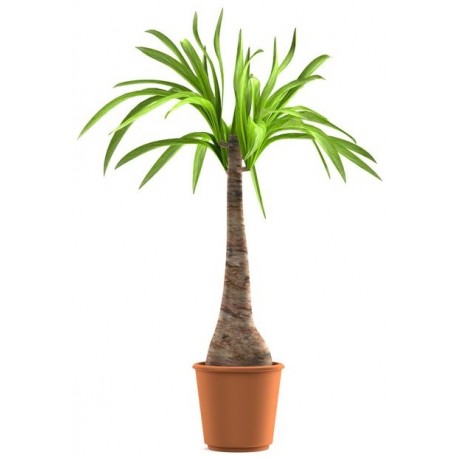 stickers muraux plantes palmier