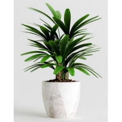 stickers muraux plantes salon