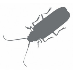 Autocollant deco Insecte