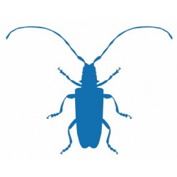Autocollant Insecte