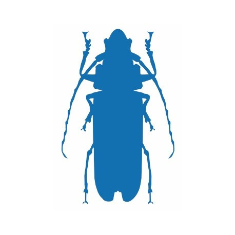 Sticker Insecte