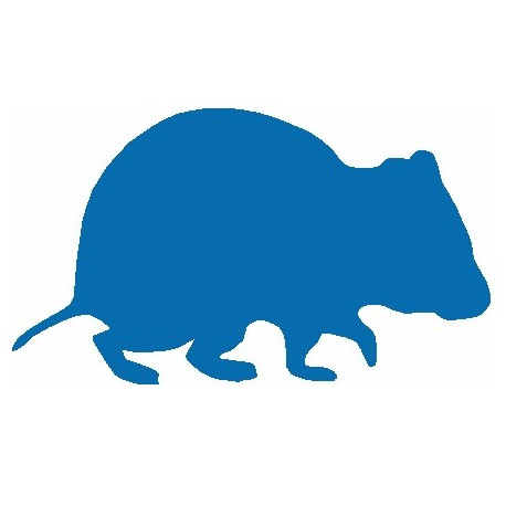 Autocollant Rat