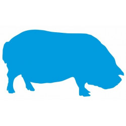 Autocollant mural Cochon