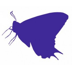 Sticker Papillon salon