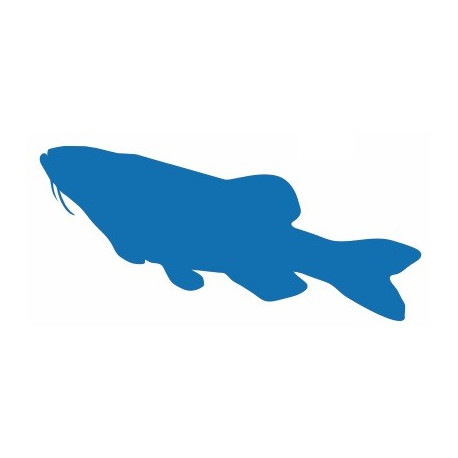 Sticker muraux Poisson chat