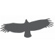 Autocollant Aigle en vol