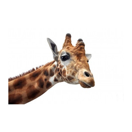 Autocollant Girafe Tête