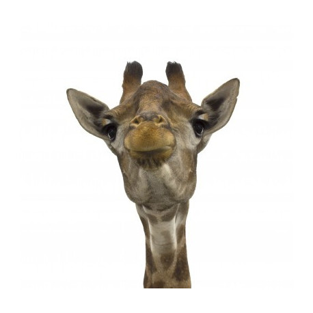 Autocollant Girafe dit bonjour