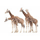 Autocollant Girafe en famille