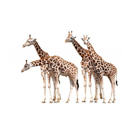 Autocollant Girafe en famille
