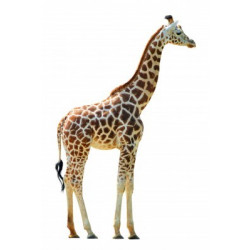 Autocollant Girafe de profil