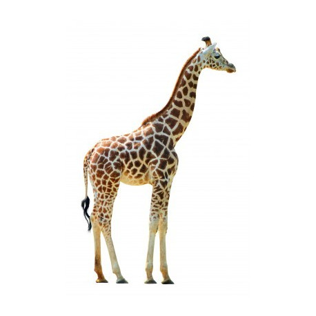 Autocollant Girafe de profil