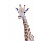 Autocollant Girafe de face