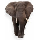Sticker Elephant de face
