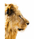 Autocollant Lion de profil