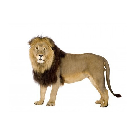 Autocollant Lion debout