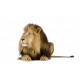 Autocollant Lion