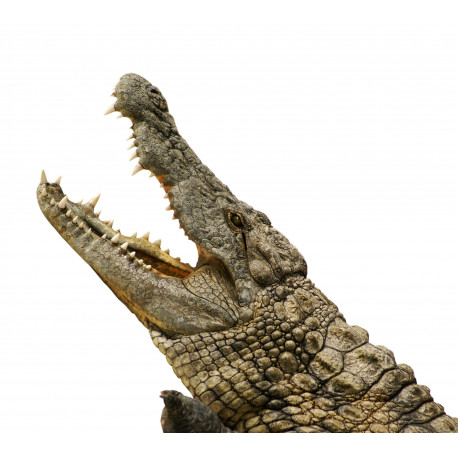 Autocollant Alligator