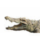 Autocollant mural Crocodile