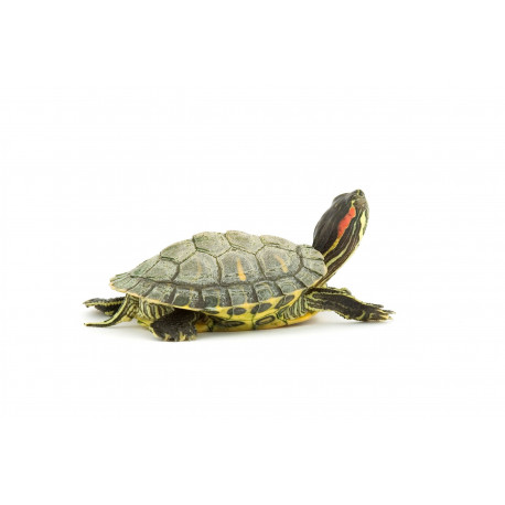 Autocollant Tortue rouge