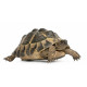 Autocollant Tortue Hermann