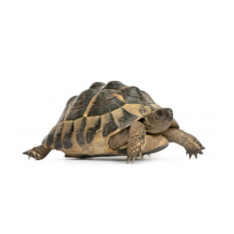 Autocollant Tortue Hermann