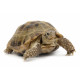 Autocollant Tortue