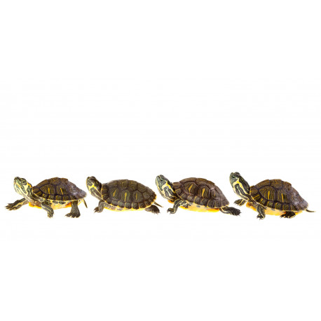 Autocollant Tortues en famille