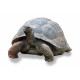 Autocollant Tortue Galapagos