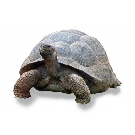 Autocollant Tortue Galapagos