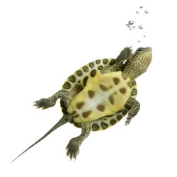 Autocollant muraux Tortue