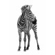 Autocollant Zèbre