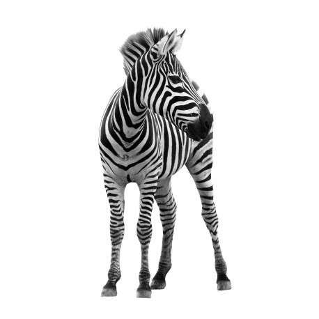 Autocollant Zèbre