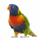 Autocollant Perroquet Loriquet